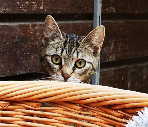 Miss Marple wurde glücklich in ihr neues Zuhause vermittelt