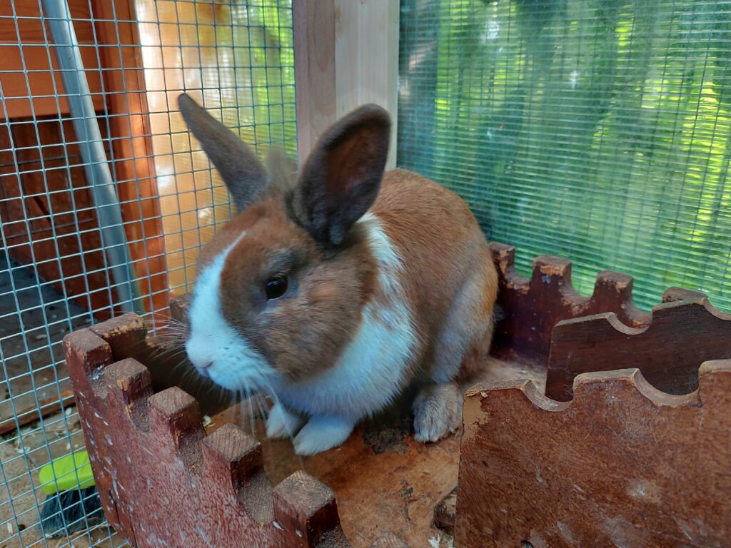 Test! Test! Bin ich schon Live? Ja? Also dann. Fridolin mein Name.
Ich bin ein junger Holländermix und seit Mitte Juni wohnhaft im Tierheim Meschede. Ganz netter Schuppen hier, aber es ist eh alles besser als der Karton in dem ich und meine sieben Freunde einfach ausgesetzt wurden. Zum Glück wurden wir schnell gefunden und hier her gebracht.
Leider sitze ich aber nun von den anderen getrennt, weil die mir doch tatsächlich erst noch meine Männlichkeit nehmen wollen!!!
Eine Spritze soll ich auch noch bekommen. Impfung heißt das Zeug.
Aber wenn ich dann endlich zu ein paar netten Ladys darf, nehme ich das auch in Kauf.
Hast du zufällig eine Hübsche Dame zu Hause die noch Gesellschaft sucht? Dann ruf doch einfach an und wir machen einen Termin damit du mit Bilder zeigen kannst.
Grüße, Fridolin.