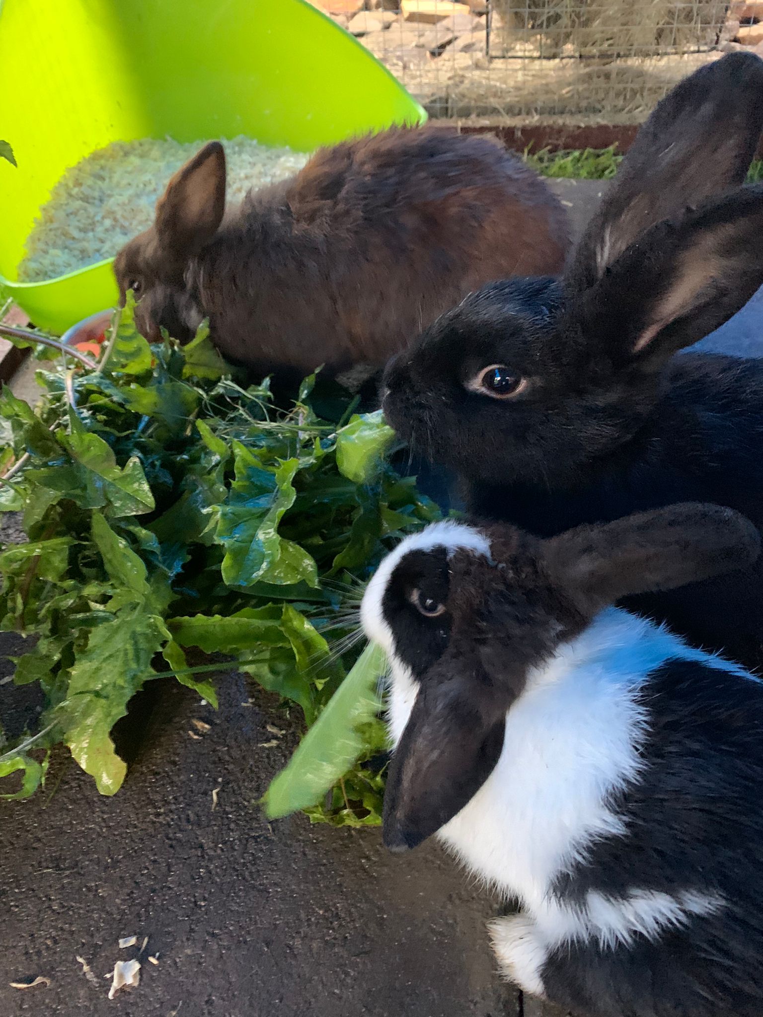 Lena, Fritzi und Müsli sind überglücklich!