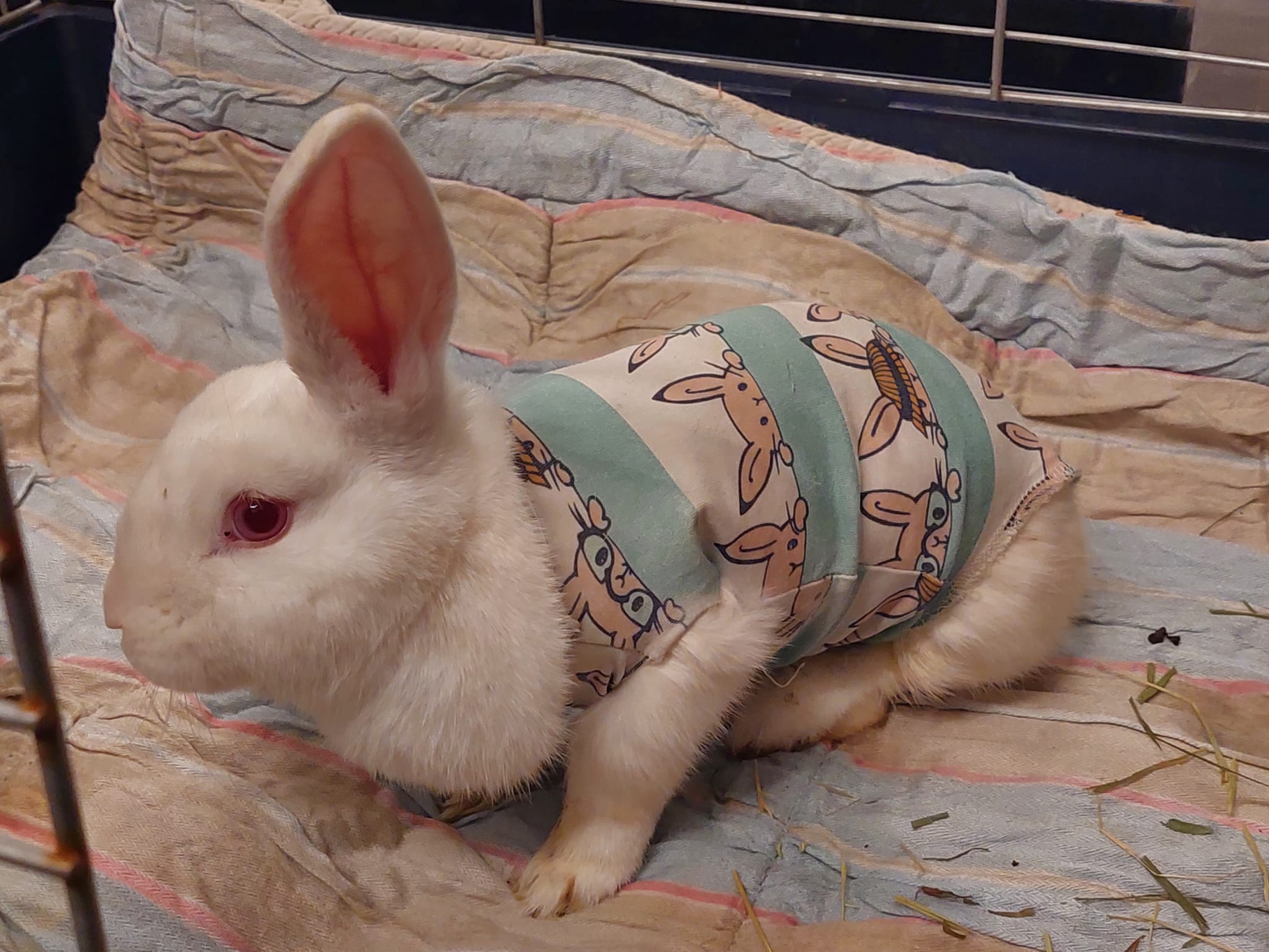 Lilly hat ihre OP überstanden