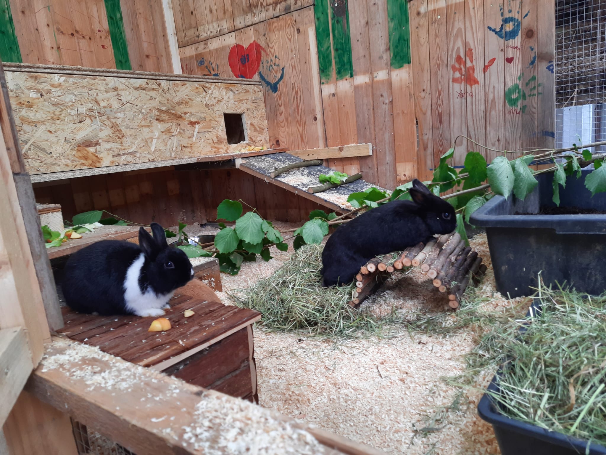 Bambino und Lilli haben eine neue Kolonie