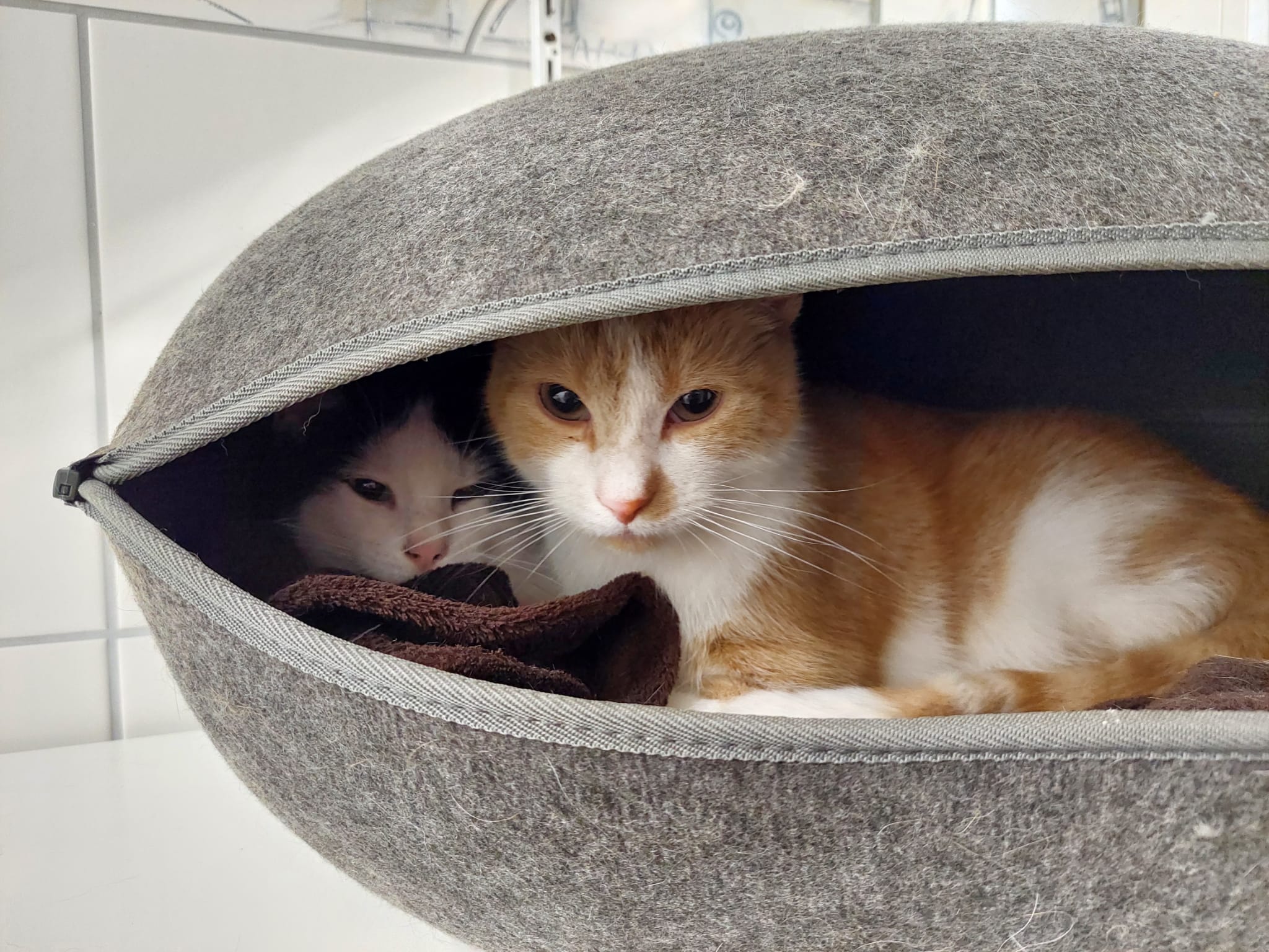Jimmy und Jo wurden adoptiert!