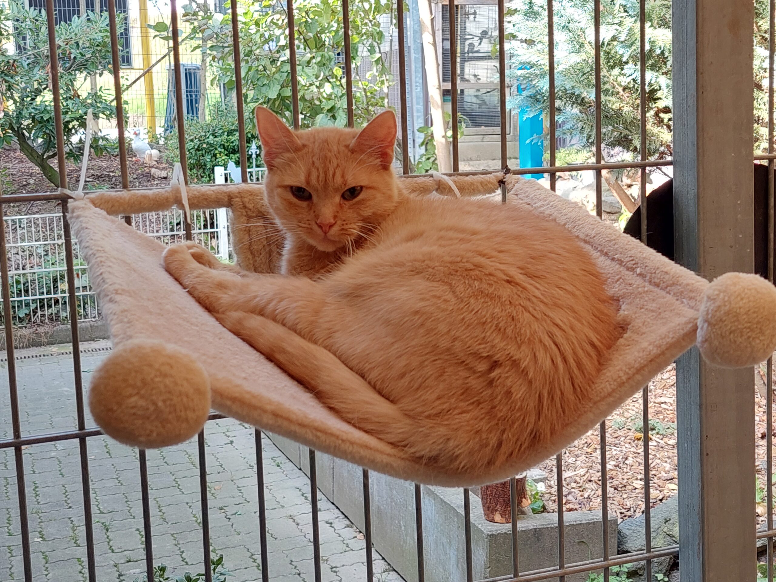 Ein neues Leben für Daisy, Dolly und Delicia