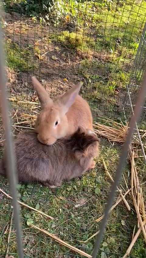 Fienchen und Lotta im Glück