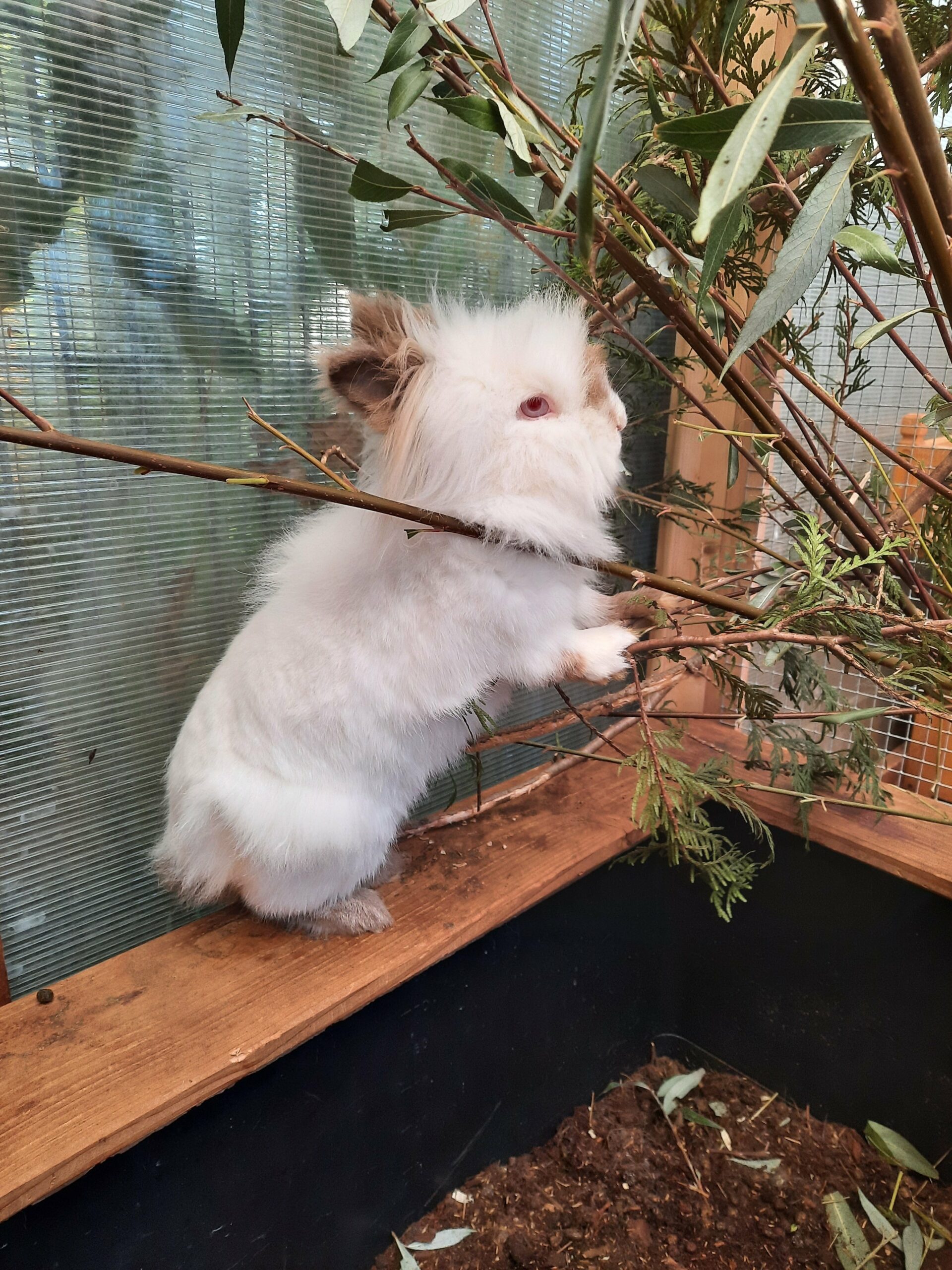 Warum kein Kaninchen in einen Käfig gehört