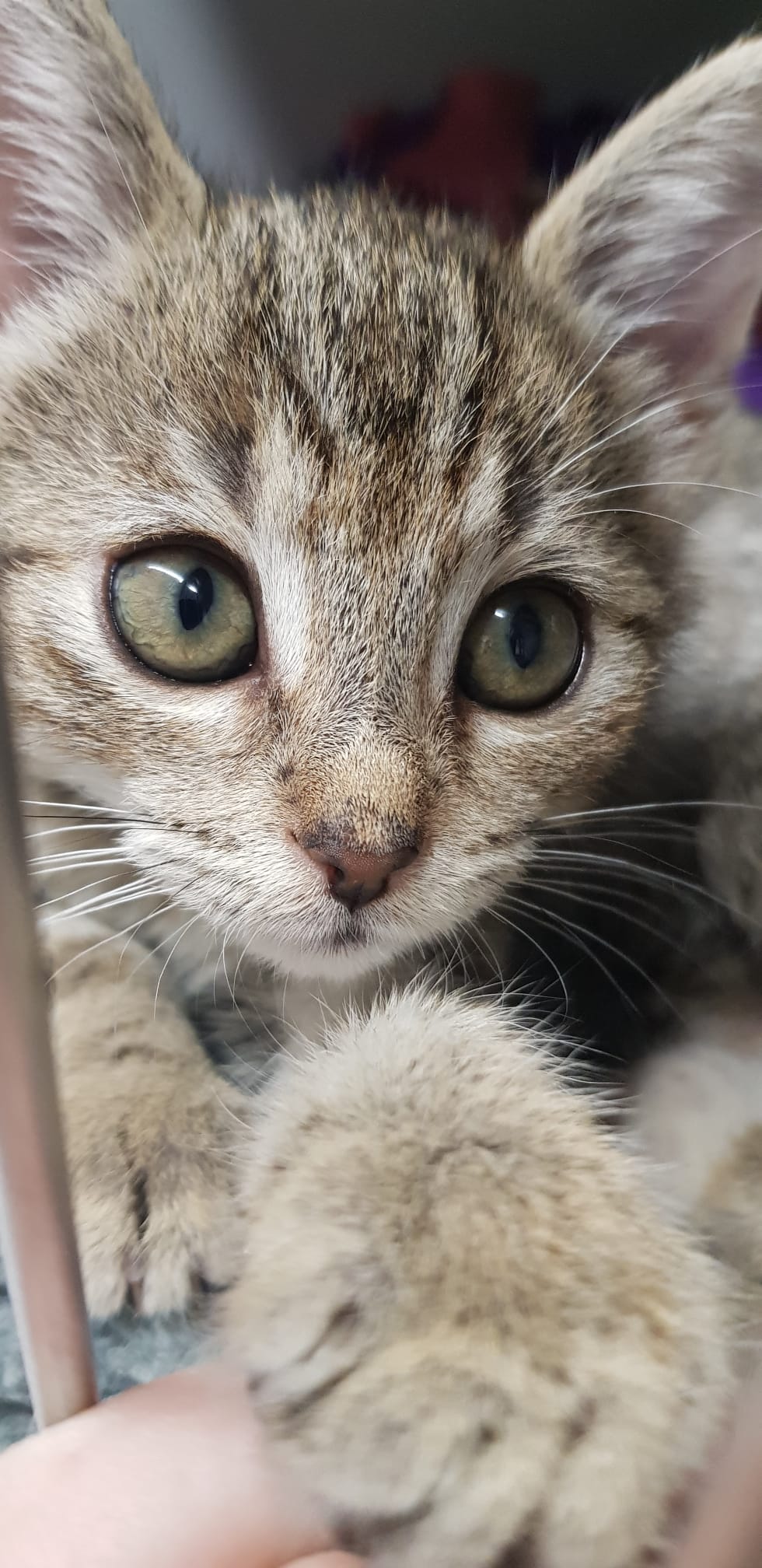 Wir brauchen Katzenstreu!