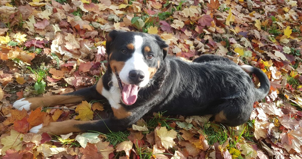 Da wird ja der Hund in der Pfanne verrückt! Tierschutzverein für den HSK