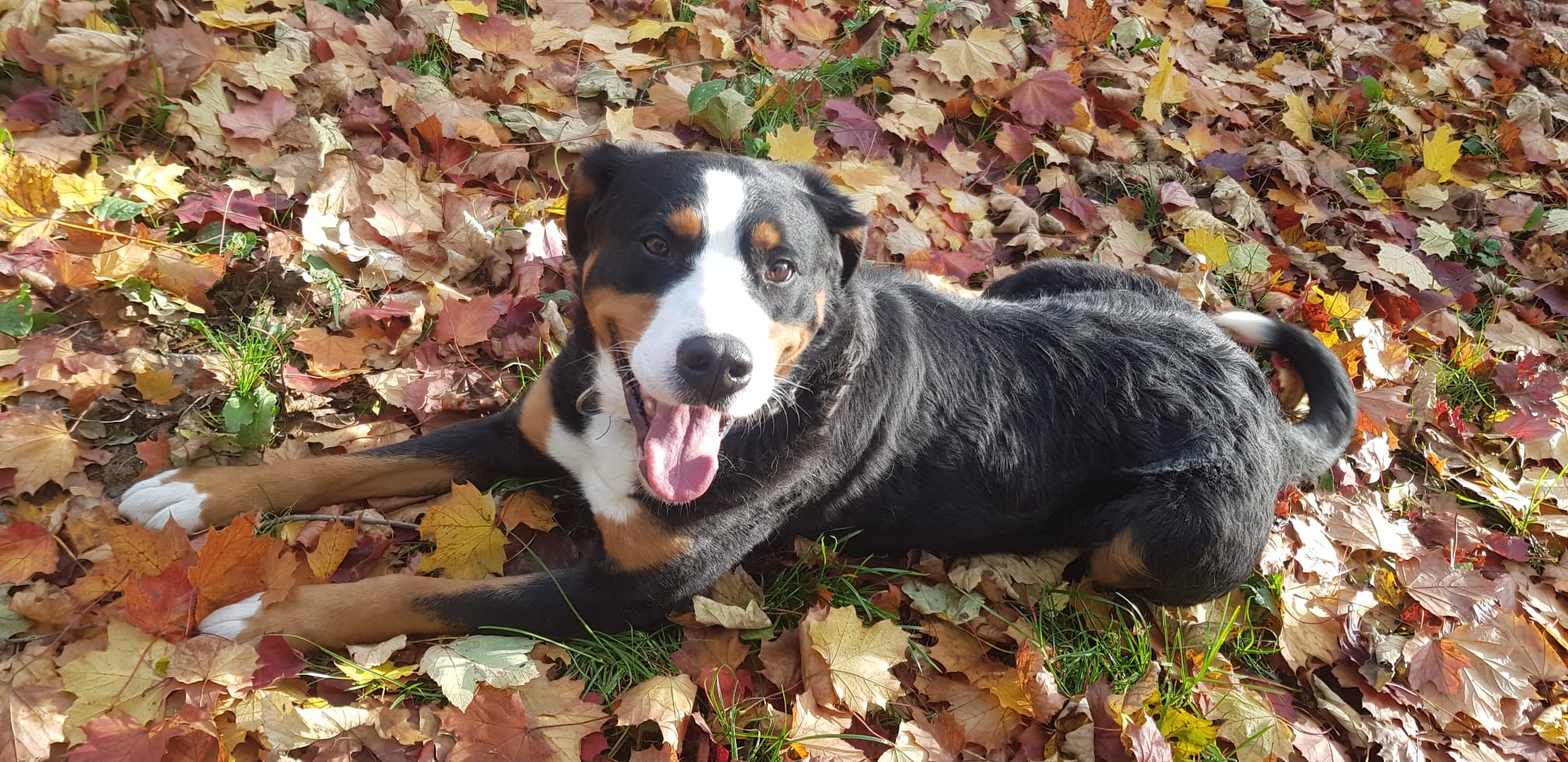 Da wird ja der Hund in der Pfanne verrückt!