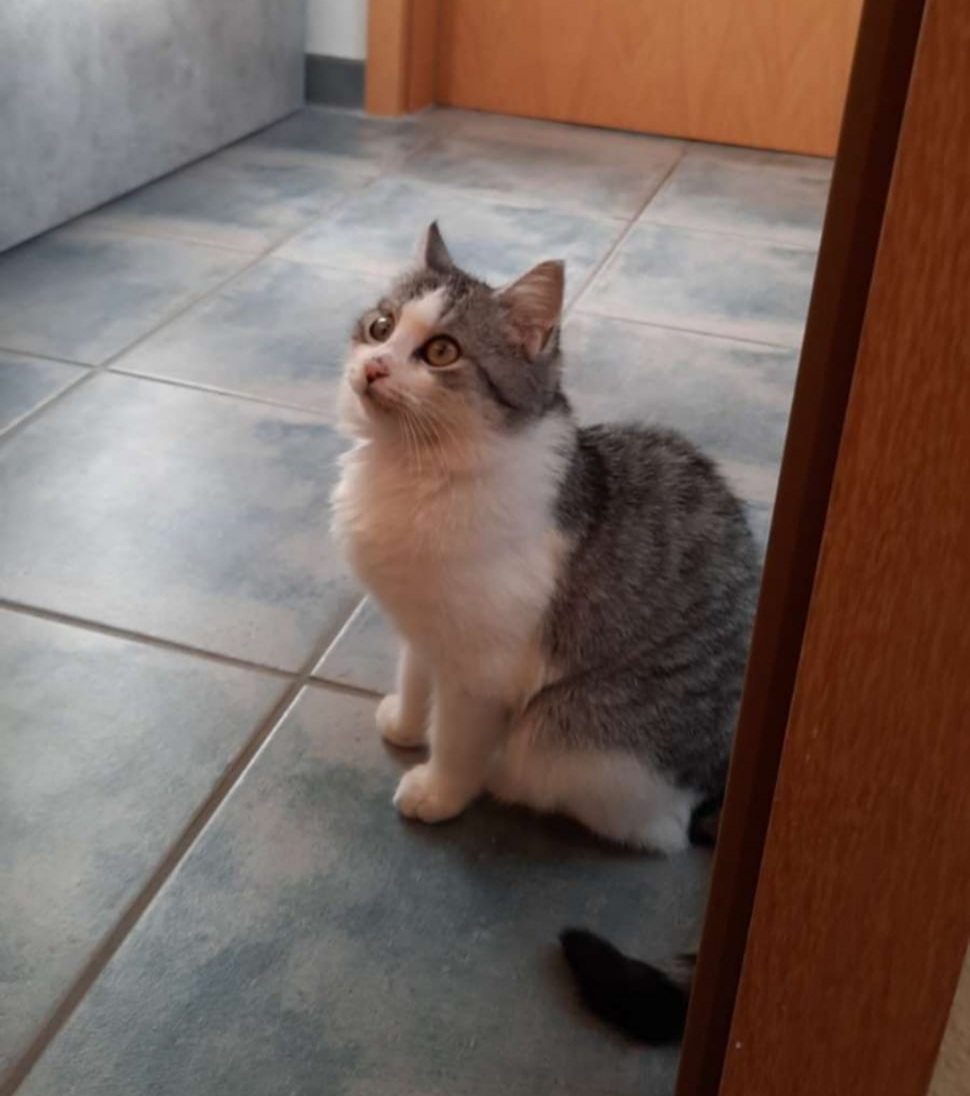 Josy ist jetzt eine kleine Dame
