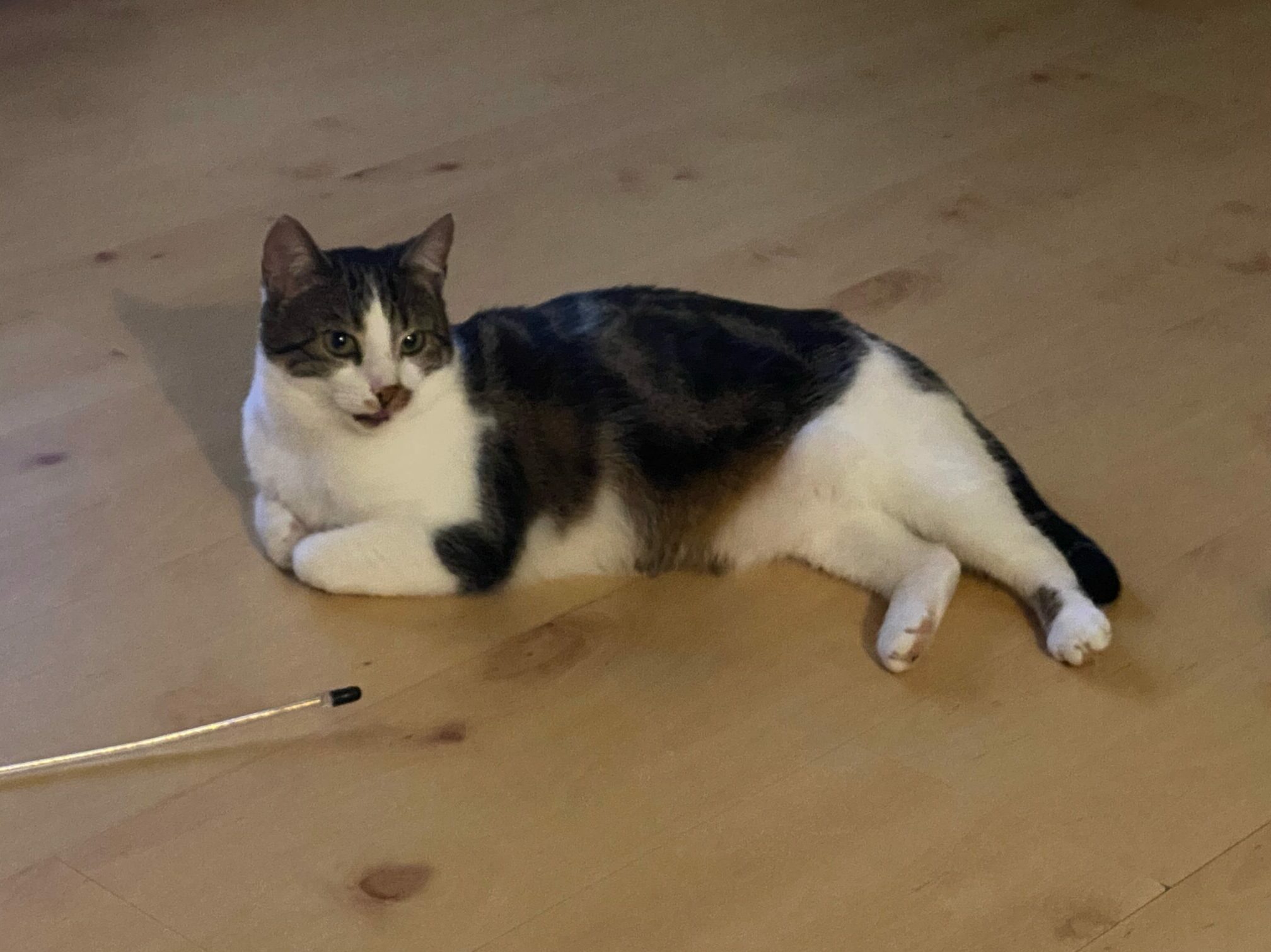 Neues von Polly