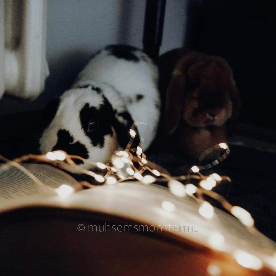 Das Kaninchen unterm Weihnachtsbaum – Vermittlungsstop ab Dezember