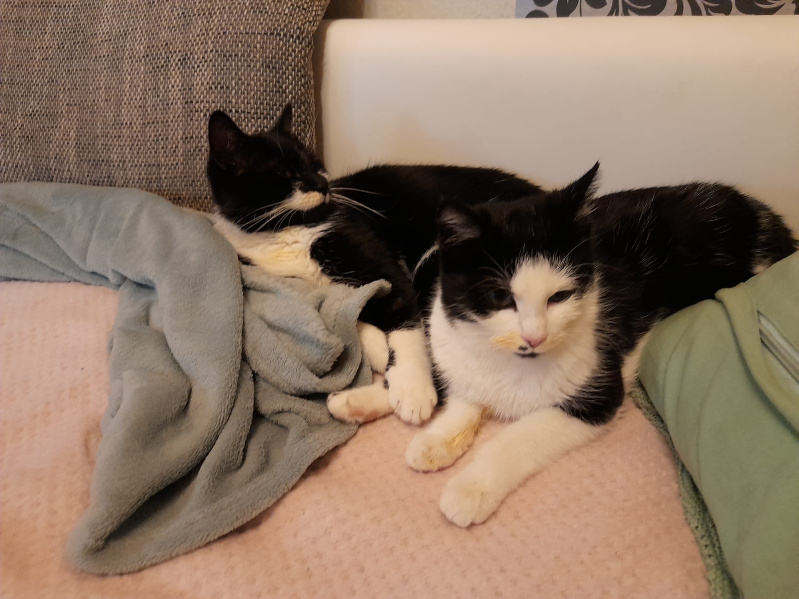 Herr Schnurrbert und Schnurrsula schnurren jetzt woanders