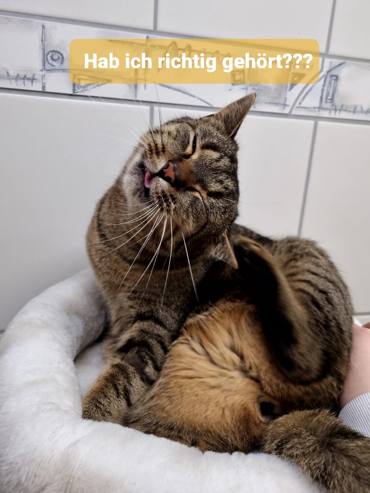 Warum ist eine hochwertige Ernährung eigentlich so wichtig?