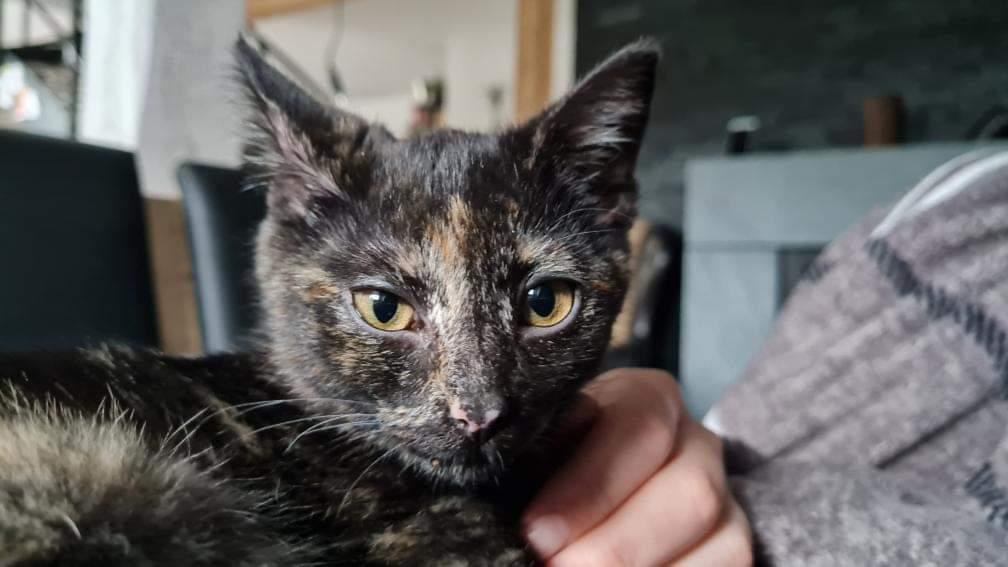Bellatrix hat sie alle verhext