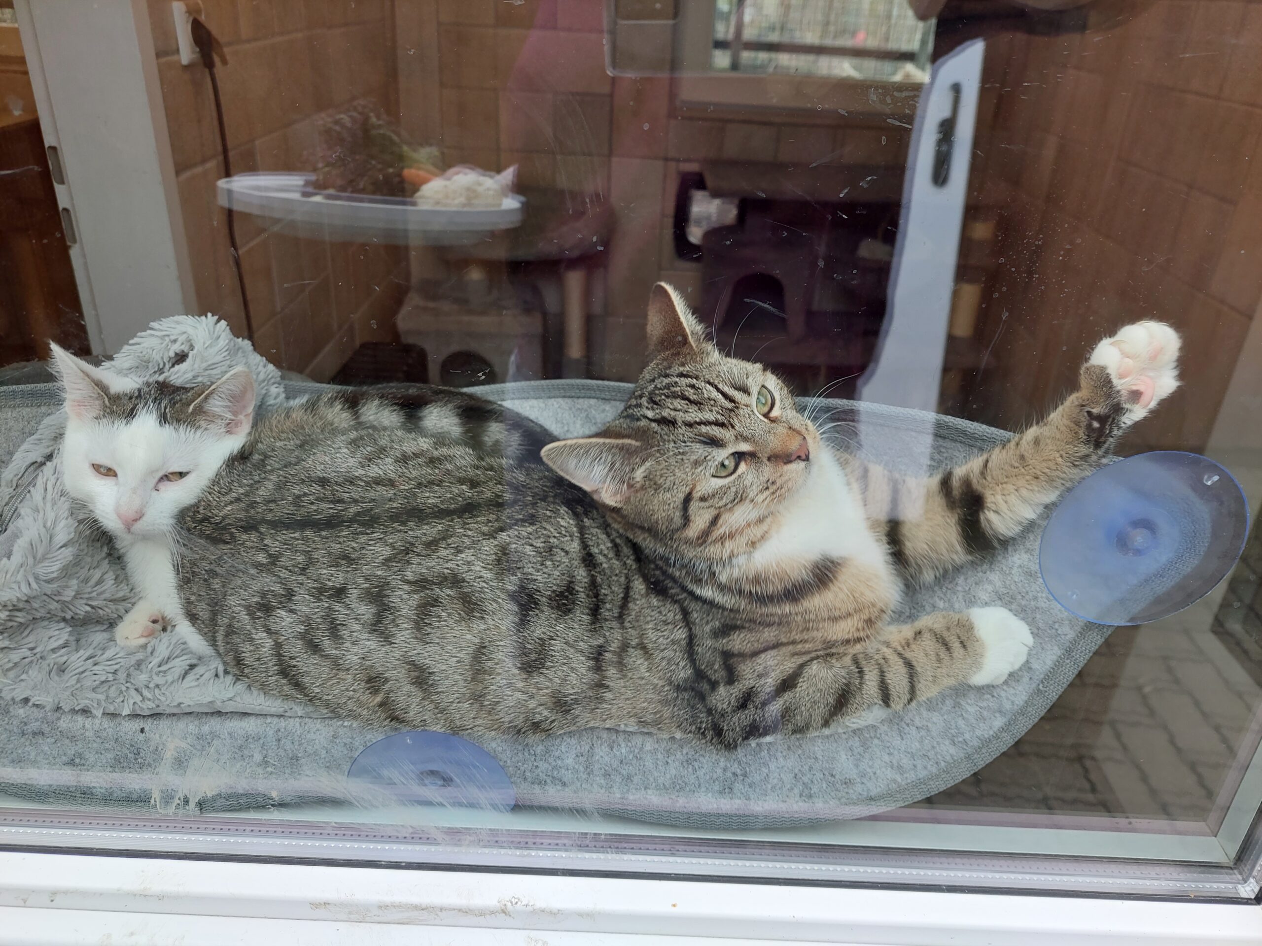 Wir benötigen hochwertiges Katzenfutter!!!