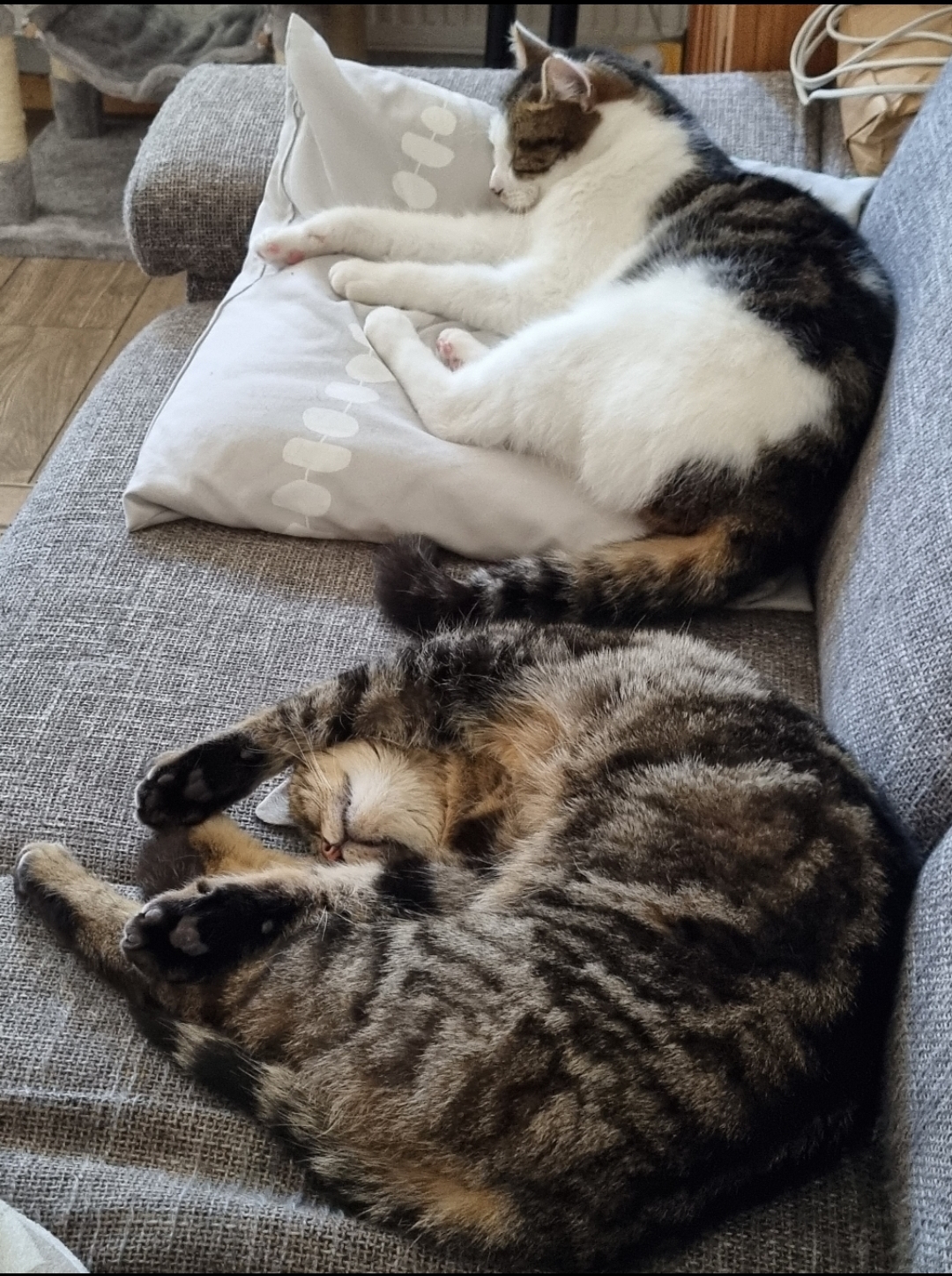 Ravi und Sznurek lassen es sich richtig gut gehen