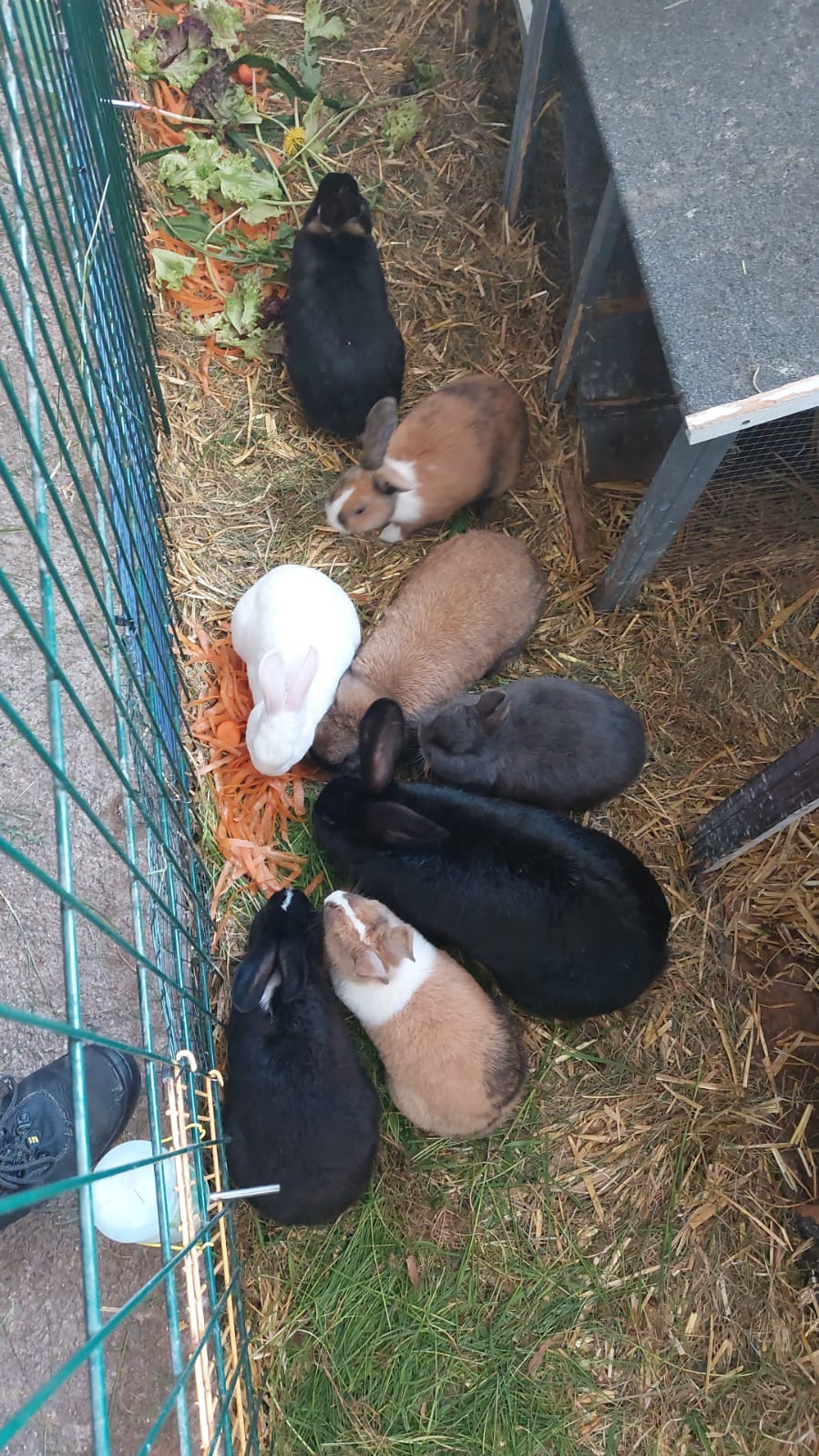 Vodka, Bärbel, Erna und Stormageddon, dunkler Herrscher über alles, sind nun flügge.