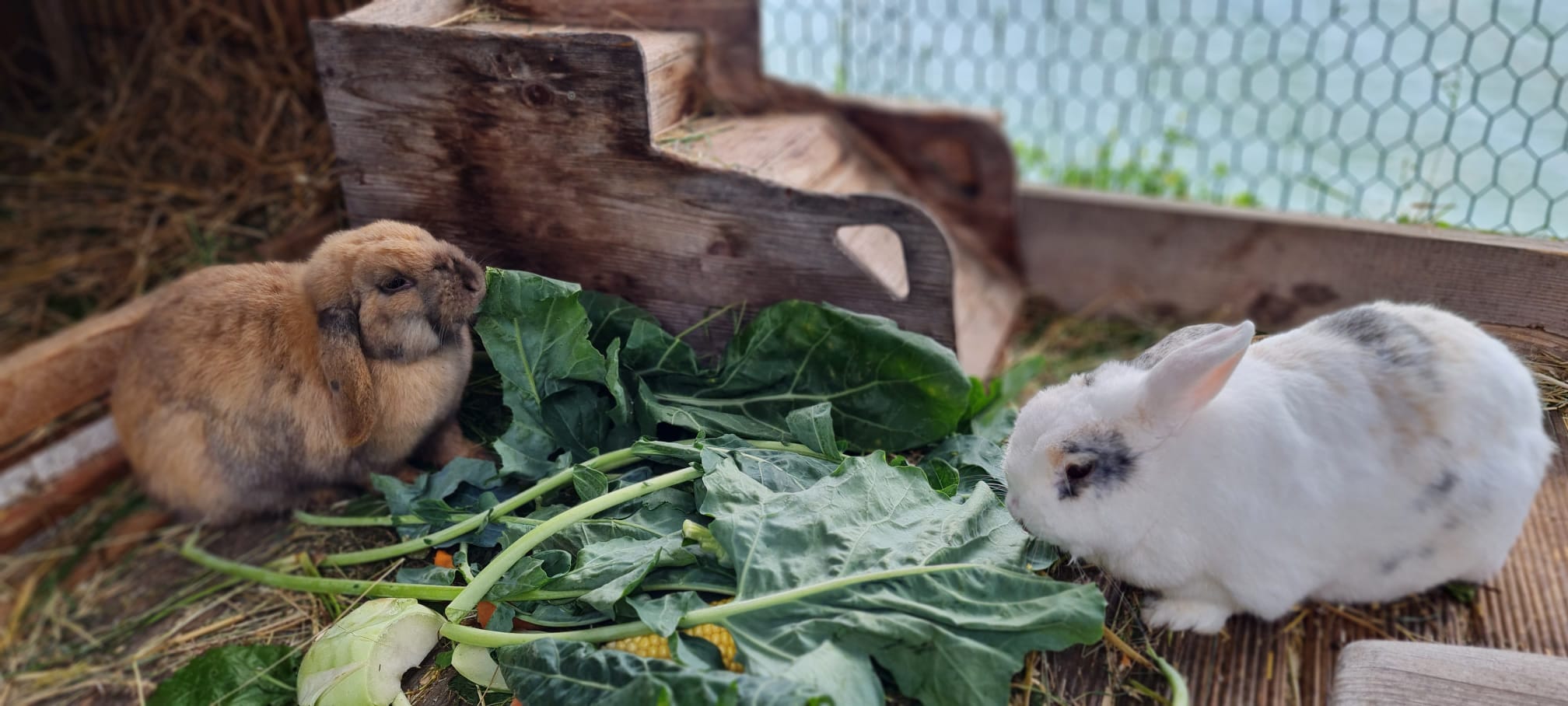 Fritzi ist in Frührente