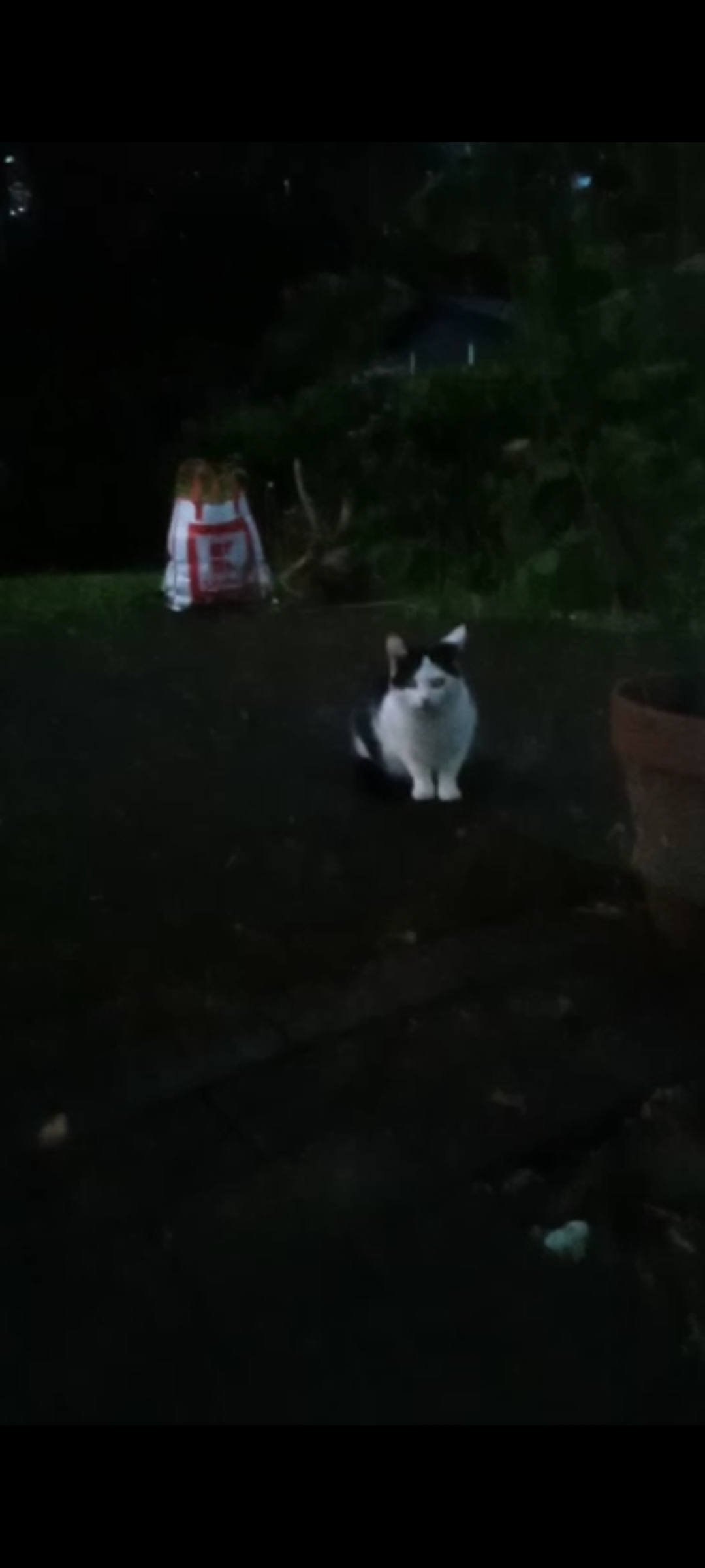 Trick darf wieder streunern