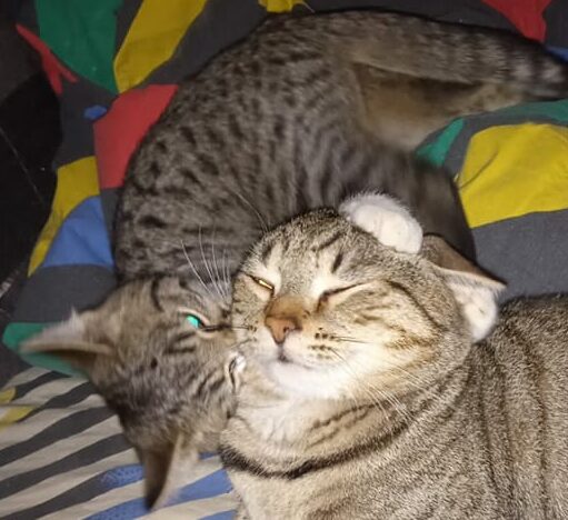 Carlos im neuen Zuhause