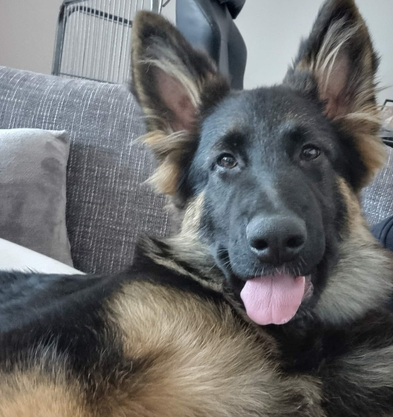 Angelo