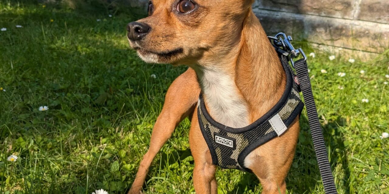 Das Tierheim bleibt geöffnet!