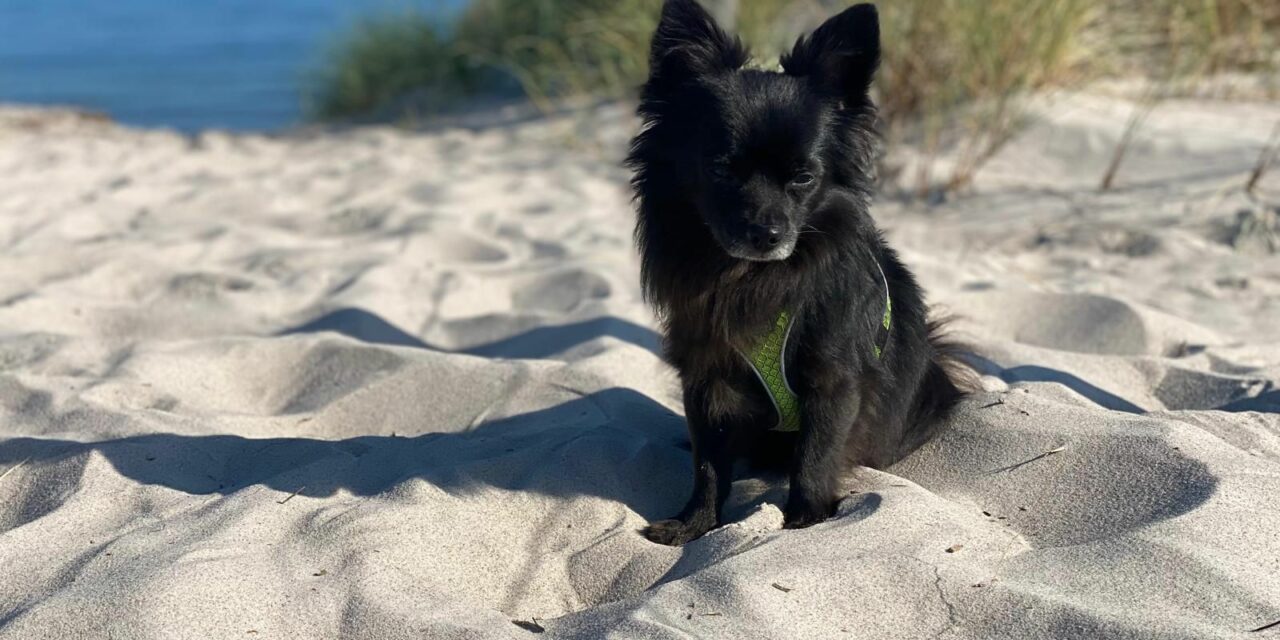Chicko am Strand