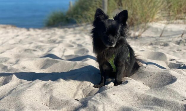 Chicko am Strand