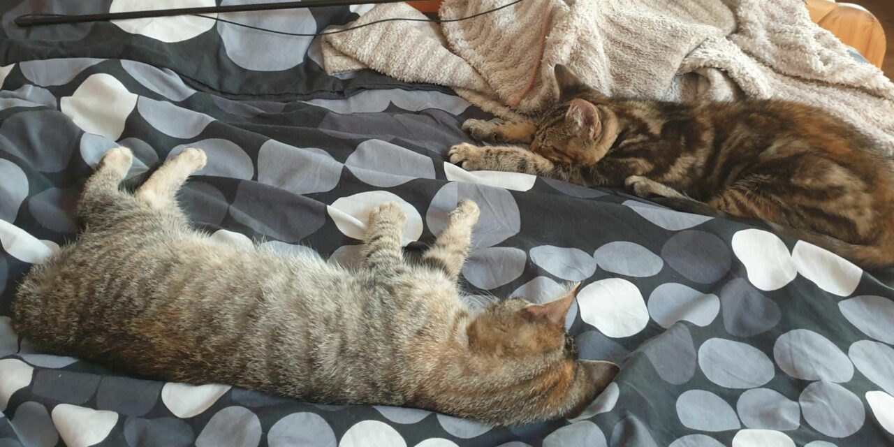 Kiana und Kalea