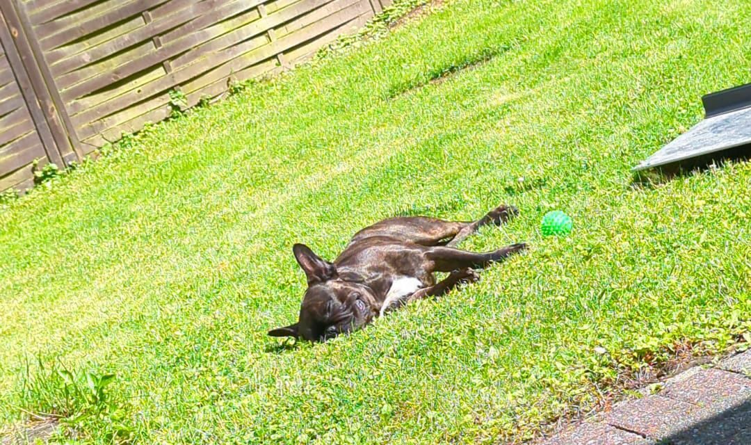 Buddy genießt die Sonne