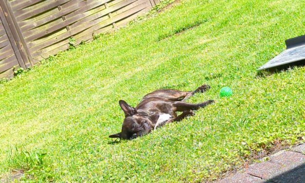 Buddy genießt die Sonne