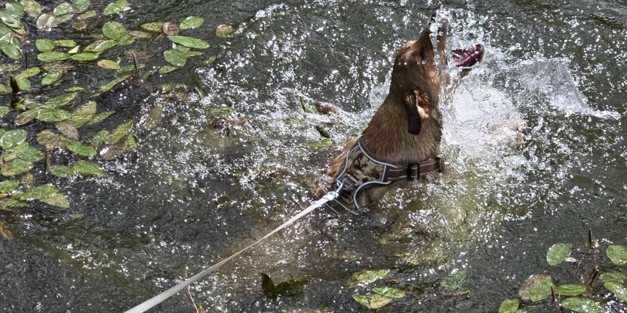 Amy die Wasserratte