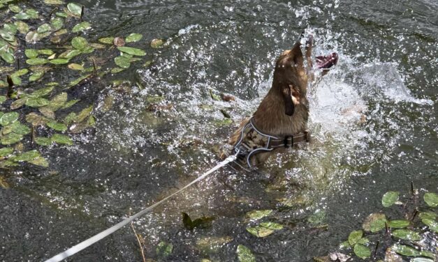 Amy die Wasserratte