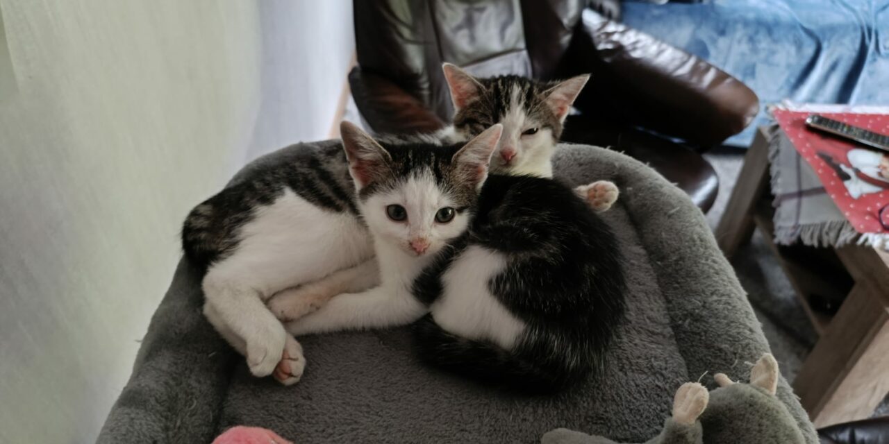 Sunny und Taiga im neuen Zuhause