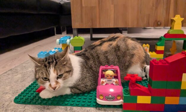 Abby die Einzelprinzessin