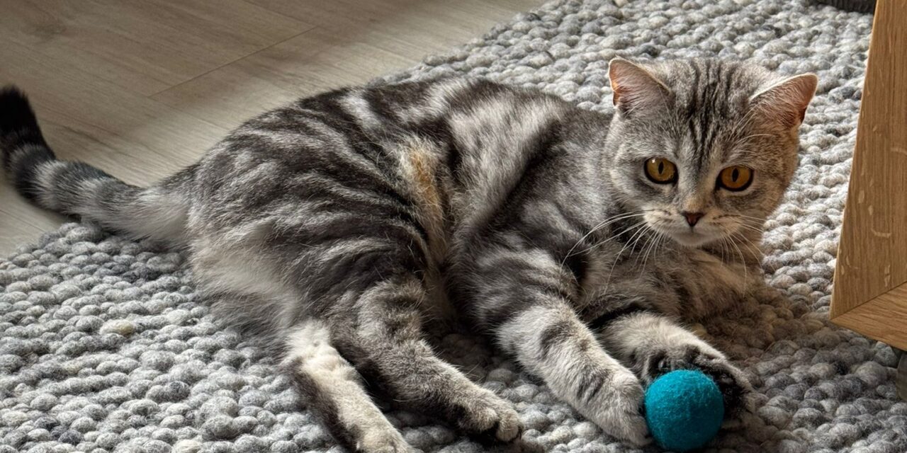 Fienchen die Schönheit im neuen Zuhause