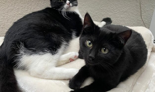 Bommel und Loki