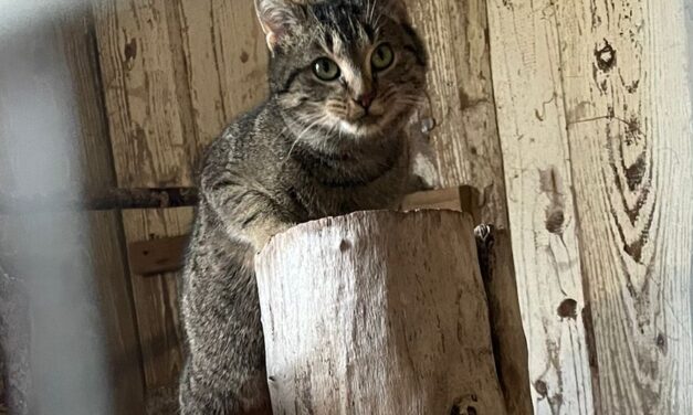Sunny im Abenteuer