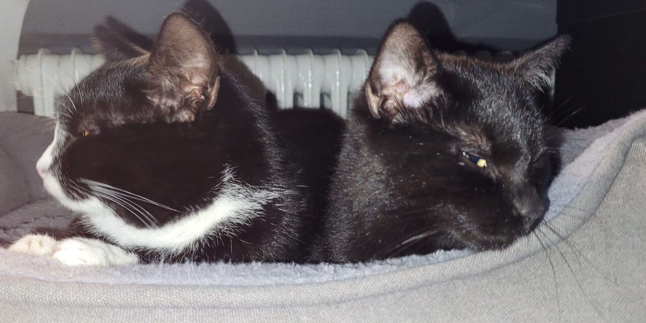 Loui und Brötchen