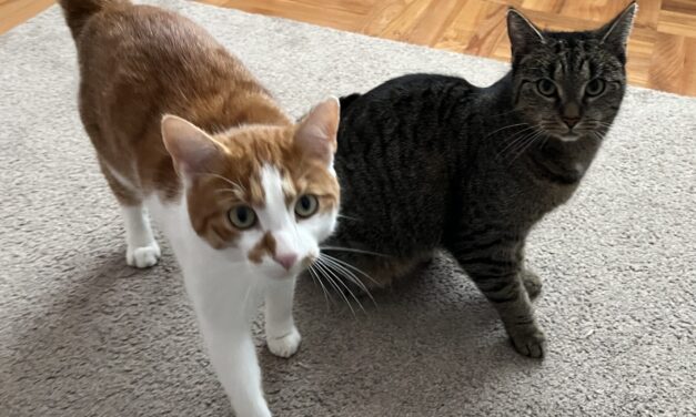 Vermittlungshilfe Nala und Simba