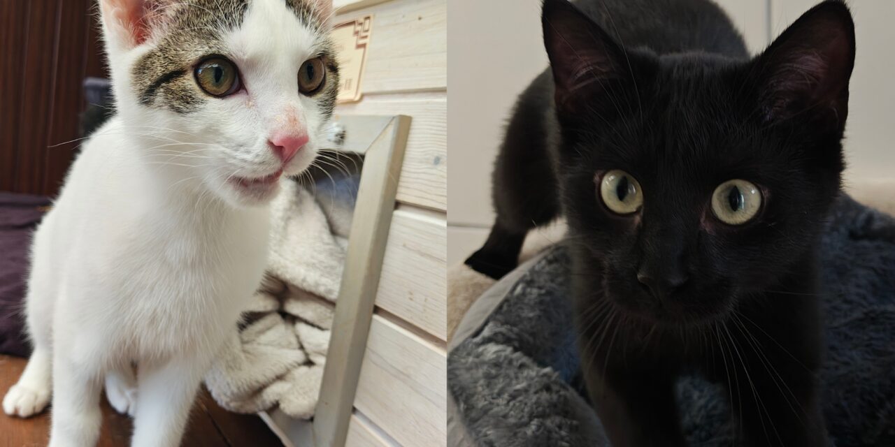 Mila und Balu