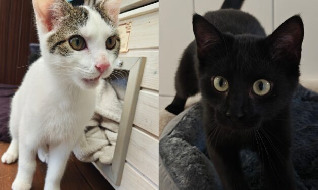 Mila und Balu