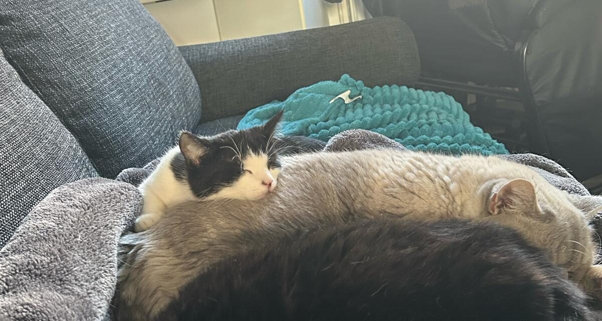 Minnie mit neuer Gesellschaft