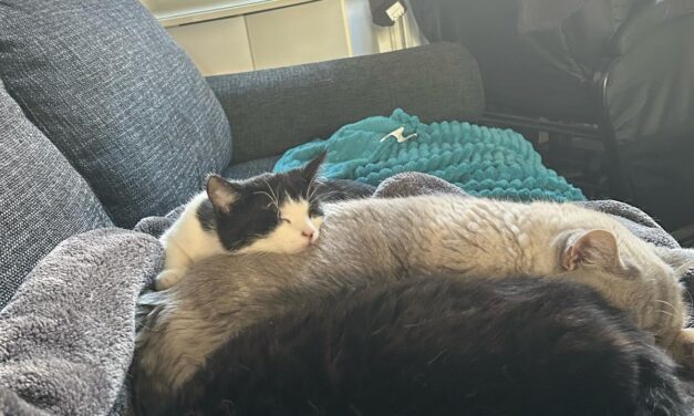 Minnie mit neuer Gesellschaft