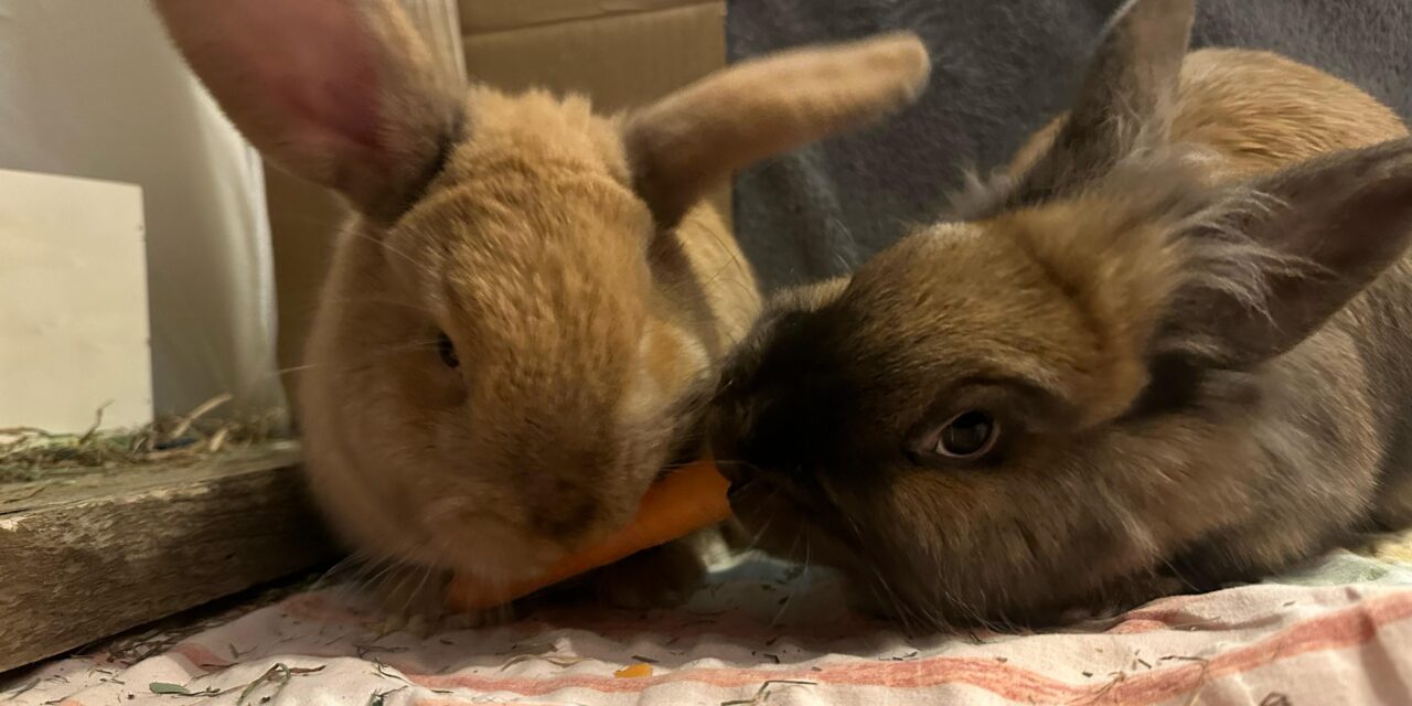 Belle und Lou haben es geschafft