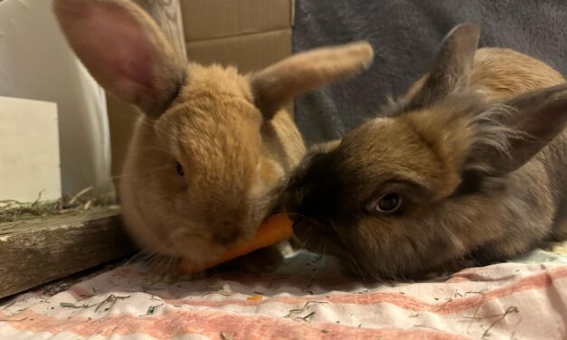 Belle und Lou haben es geschafft