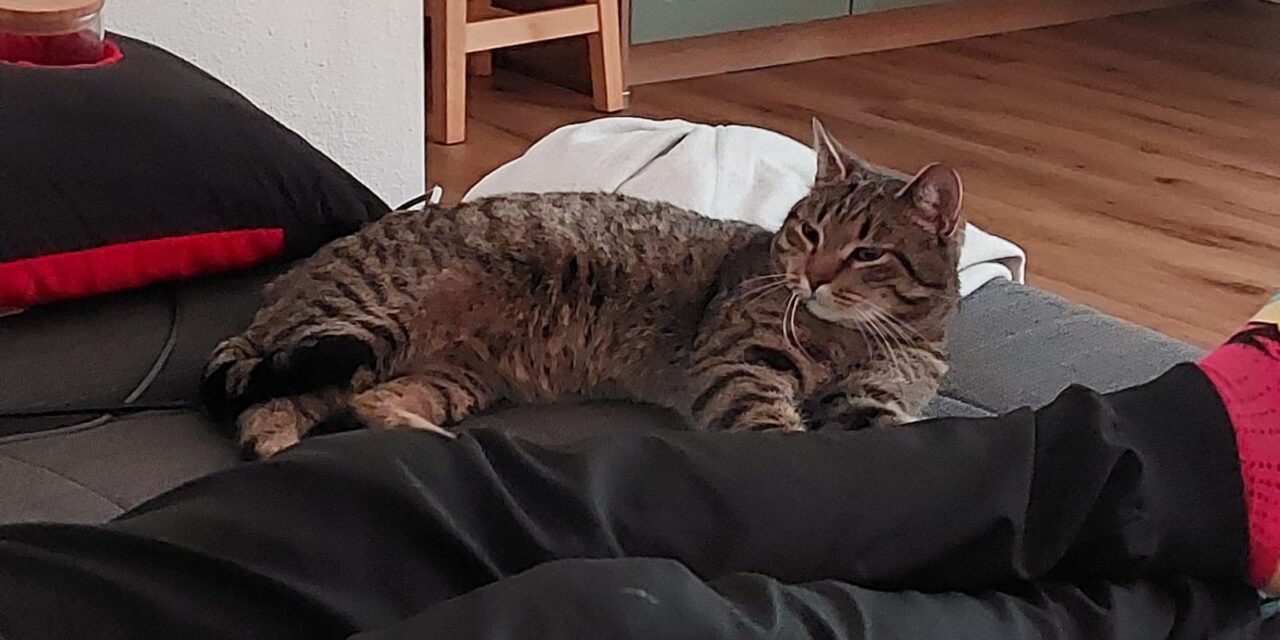 Fauchi fühlt sich wohl