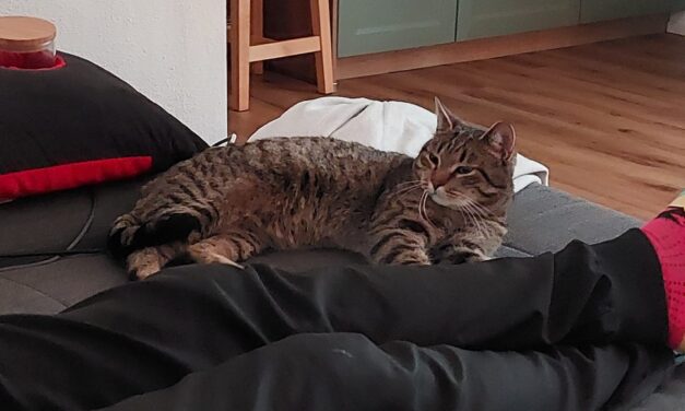 Fauchi fühlt sich wohl