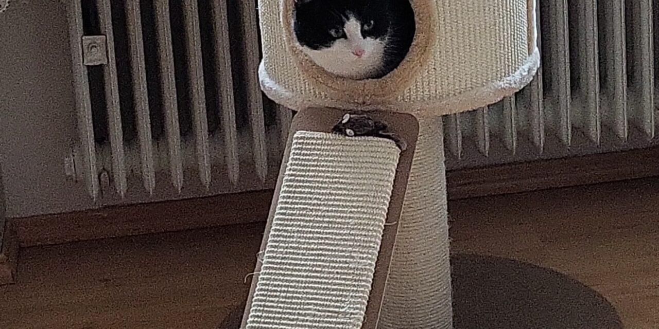Mausi im Paradies