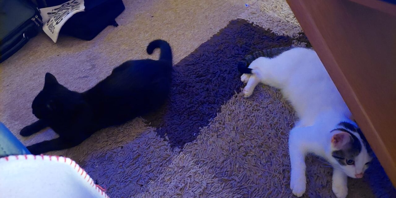 Mila und Balu auf Erkundungstour